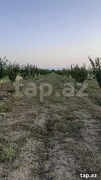 Satılır torpaq sahəsi — Samux