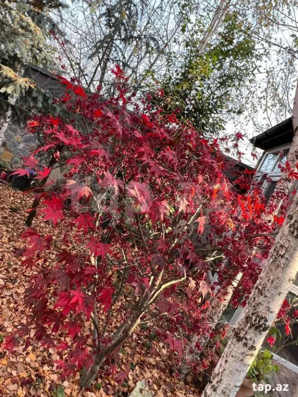 Kirayə verilir 7 otaqlı həyət evi