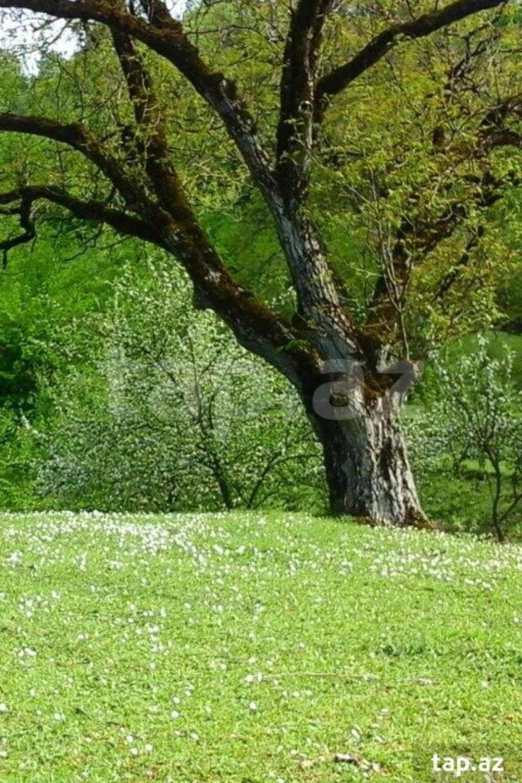 Kirayə verilir 4 otaqlı həyət evi 150 m²