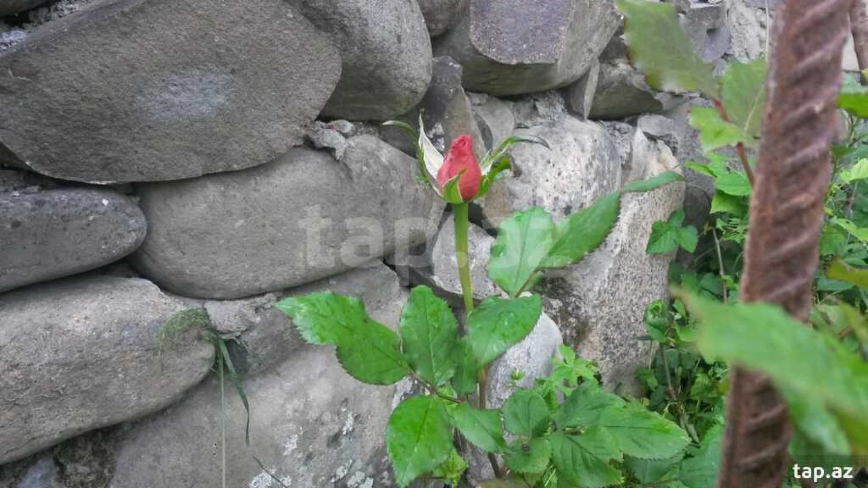 Kirayə verilir 4 otaqlı həyət evi 150 m²