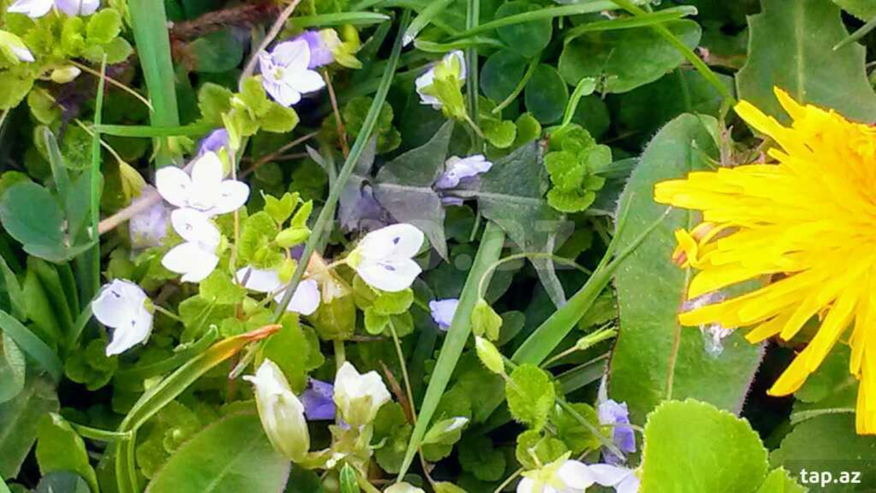 Kirayə verilir 4 otaqlı həyət evi 150 m²