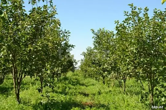 Satılır torpaq sahəsi — Quba