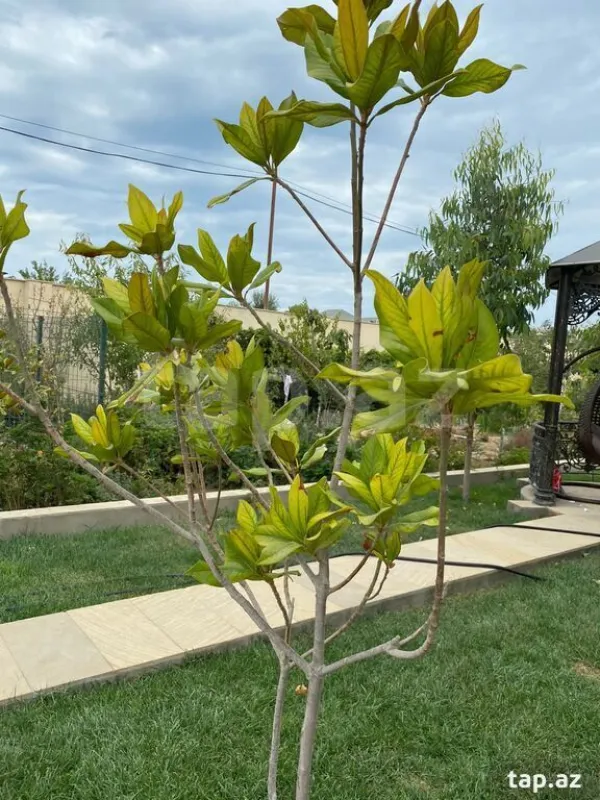 Satılır 5 otaqlı həyət evi 360 m²