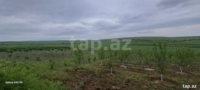 Satılır torpaq sahəsi — Qusar