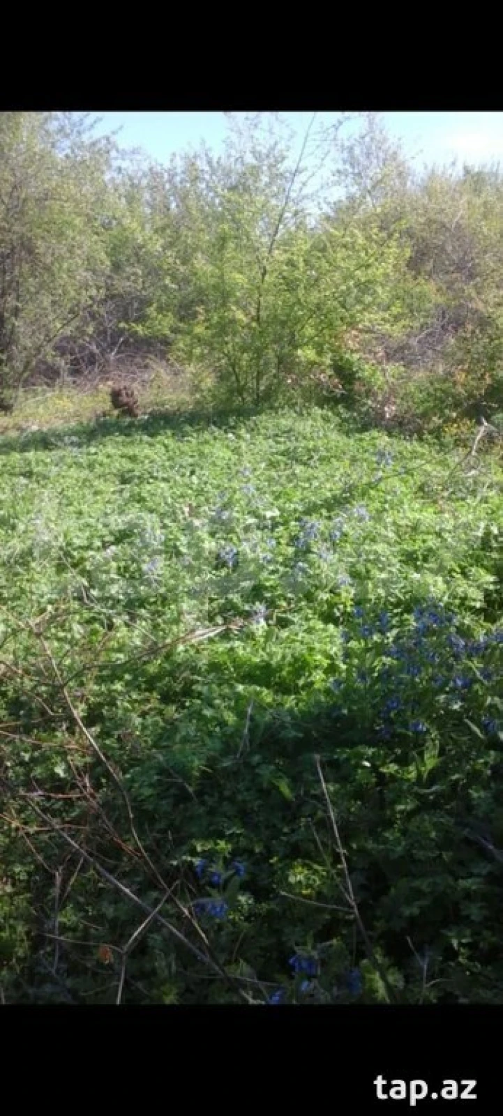 Satılır torpaq sahəsi