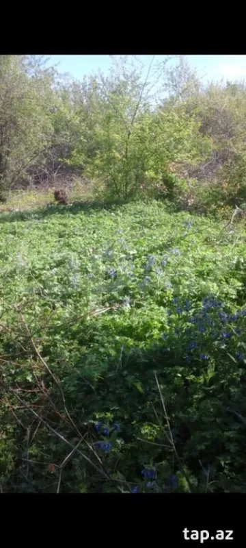 Satılır torpaq sahəsi