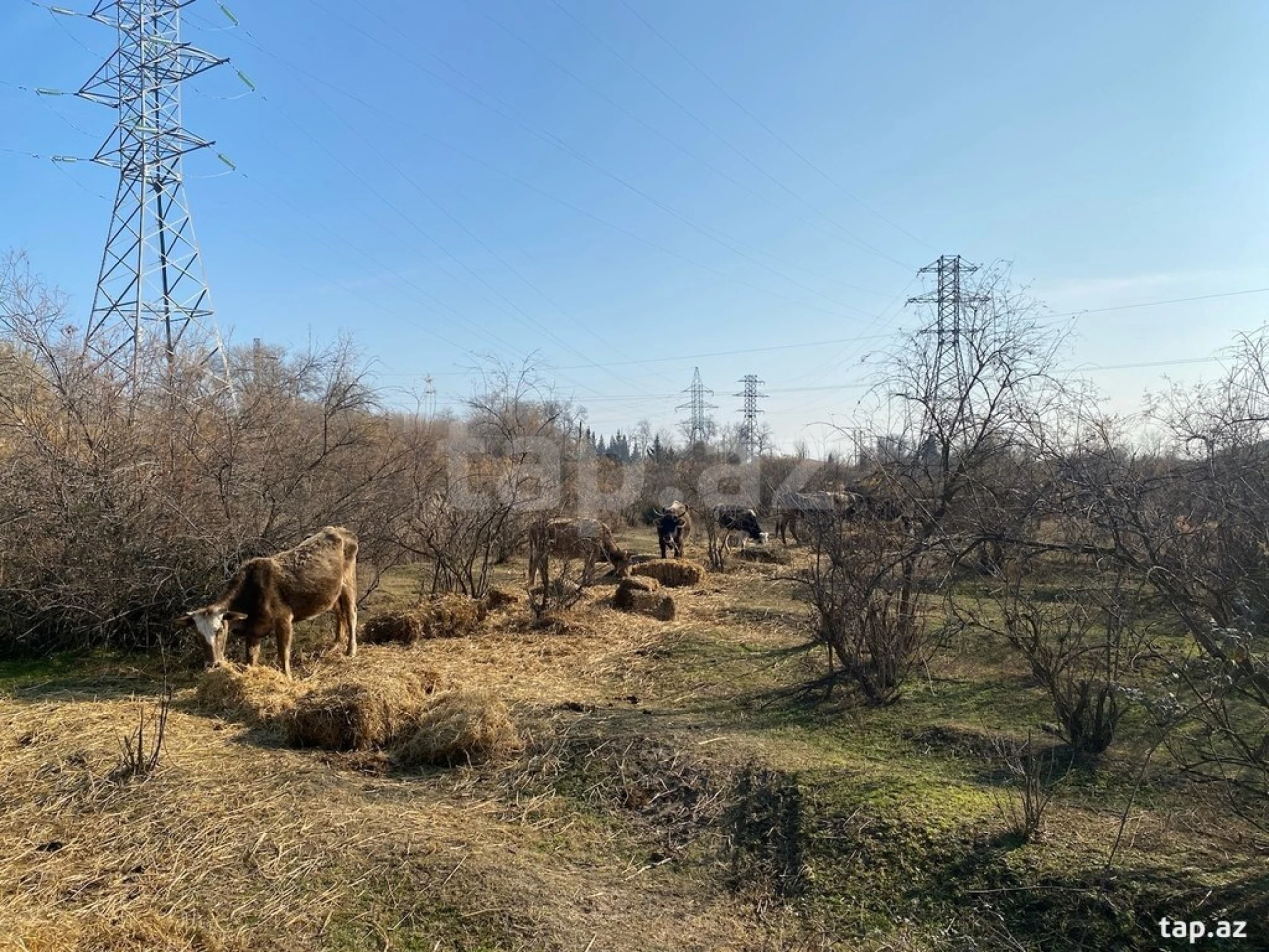 Satılır torpaq sahəsi