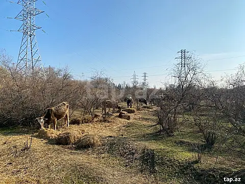 Satılır torpaq sahəsi — Salyan