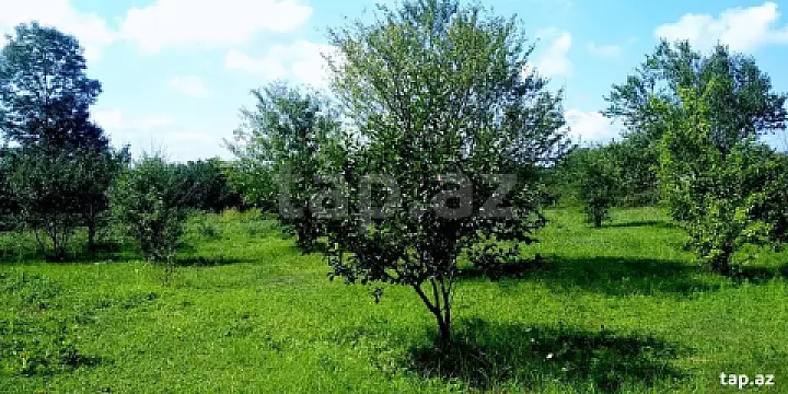 Satılır torpaq sahəsi — Qəbələ