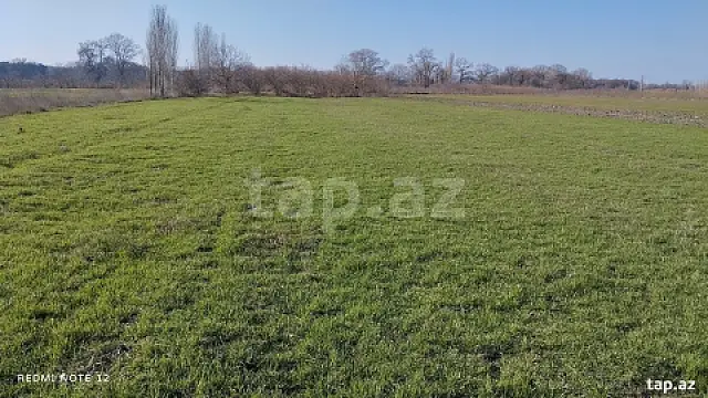 Satılır torpaq sahəsi — Xaçmaz