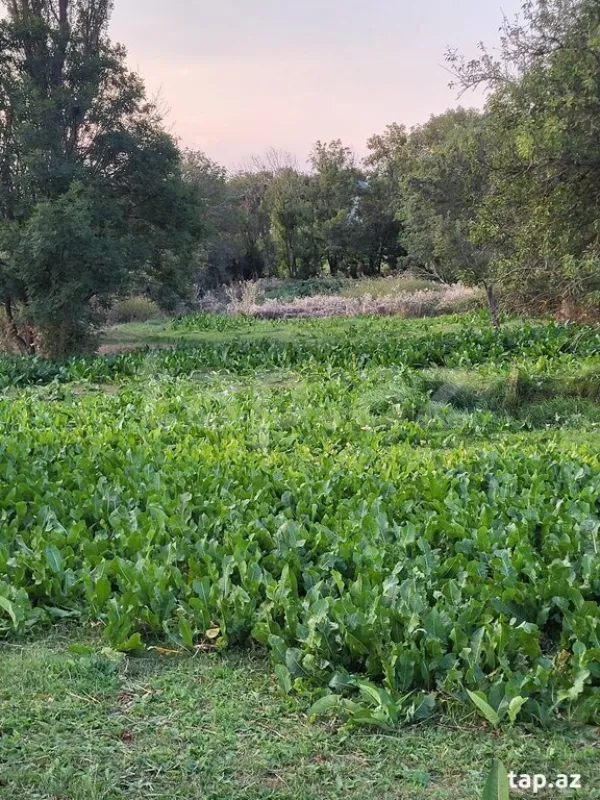 Satılır 4 otaqlı həyət evi