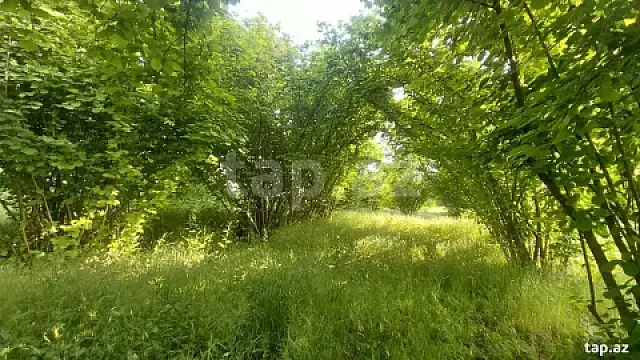 Satılır torpaq sahəsi — Qəbələ