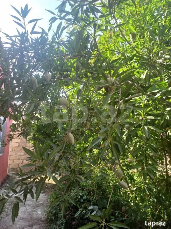 Satılır 4 otaqlı həyət evi