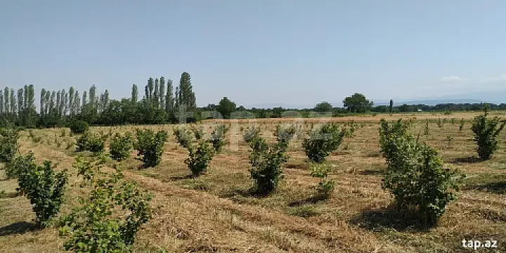 Satılır torpaq sahəsi — Xaçmaz