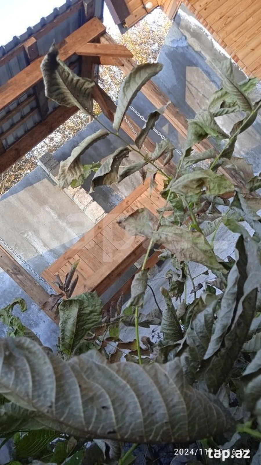 Kirayə verilir 3 otaqlı həyət evi 120 m²