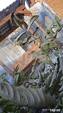 Kirayə verilir 3 otaqlı həyət evi 120 m²