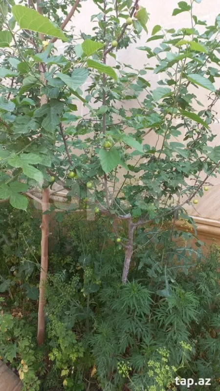 Satılır 8 otaqlı həyət evi 220 m²