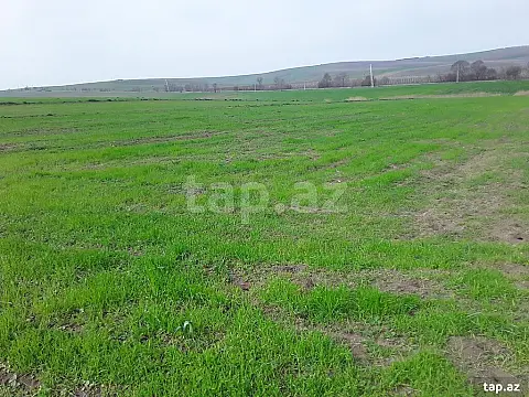 Satılır torpaq sahəsi — Şamaxı