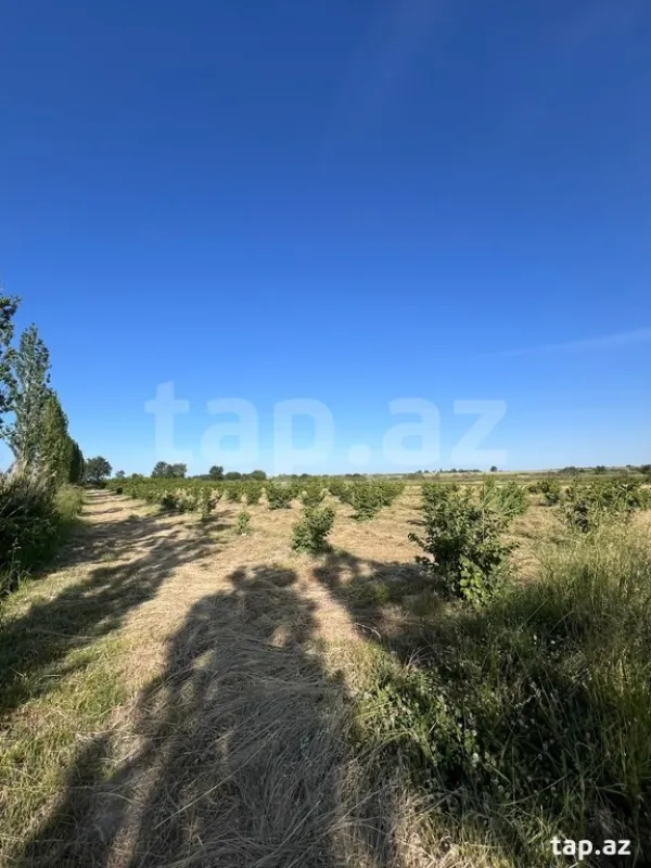 Satılır torpaq sahəsi
