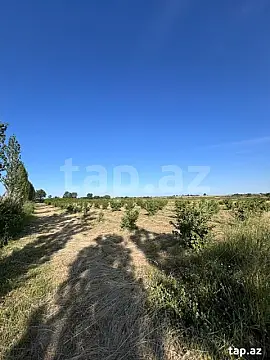 Satılır torpaq sahəsi — Xaçmaz