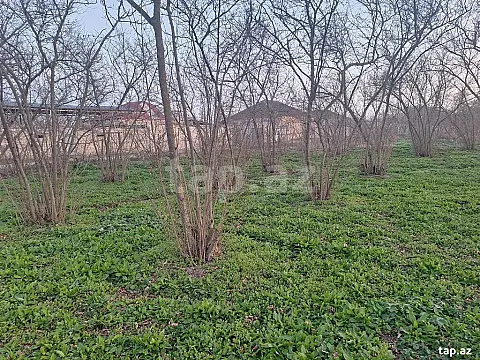 Satılır torpaq sahəsi — Xaçmaz