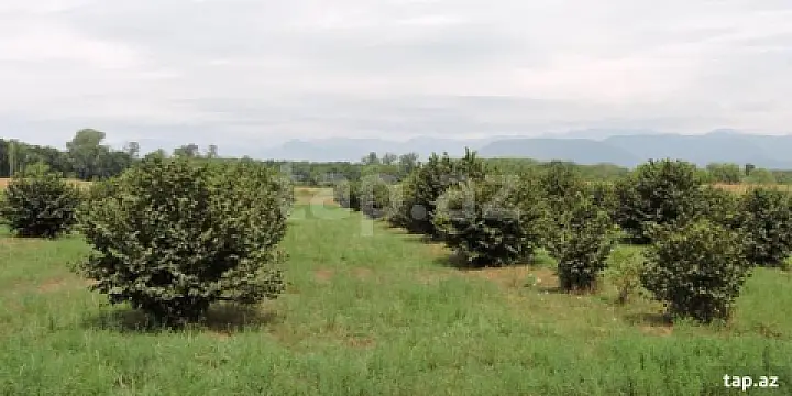 Satılır torpaq sahəsi — Xaçmaz