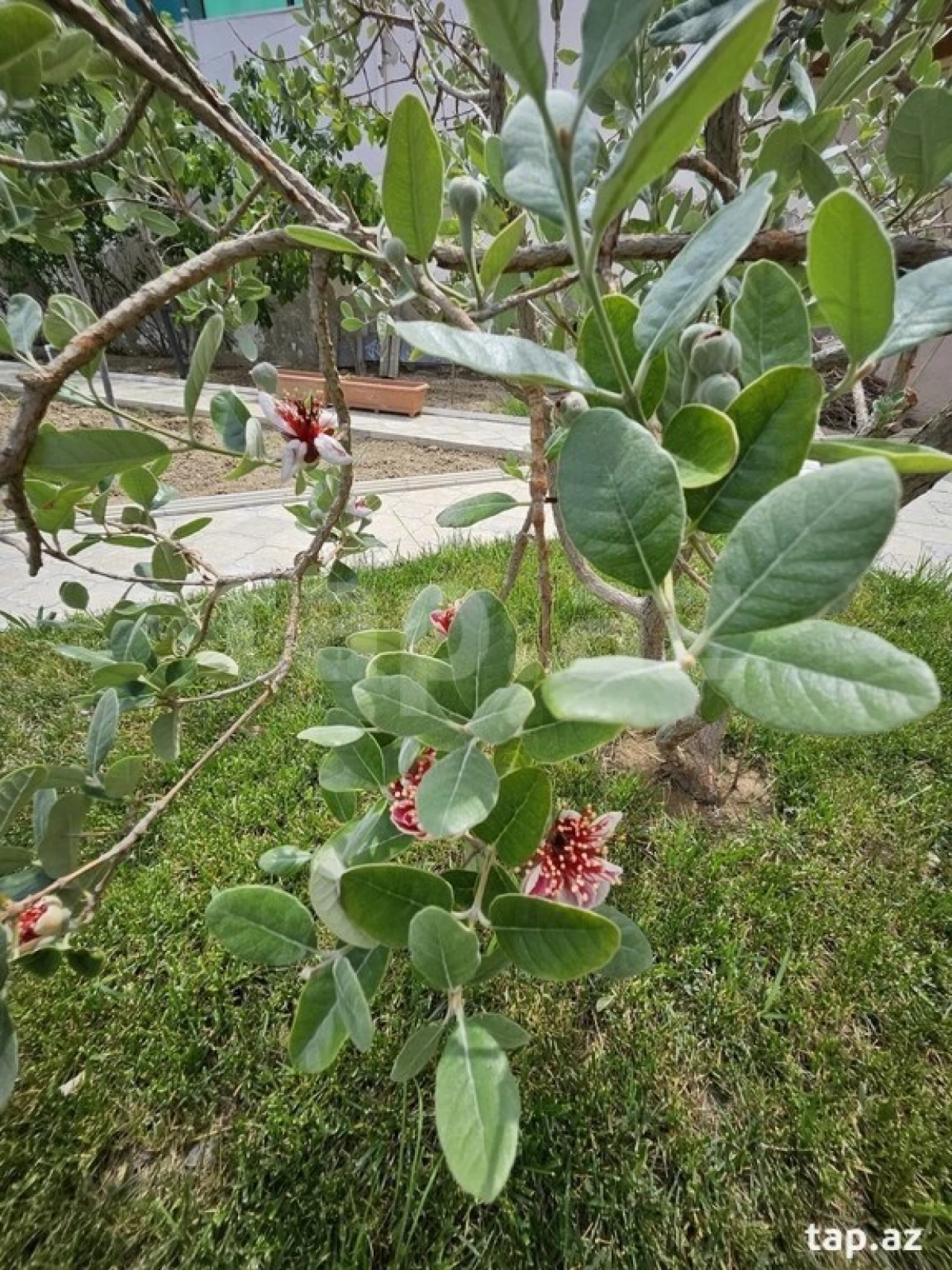 Satılır 5 otaqlı həyət evi