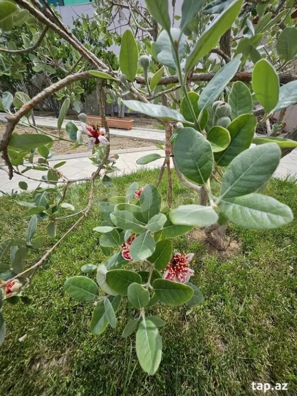 Satılır 5 otaqlı həyət evi