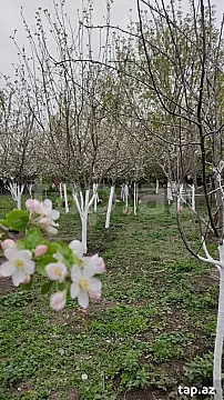 Satılır torpaq sahəsi — İsmayıllı