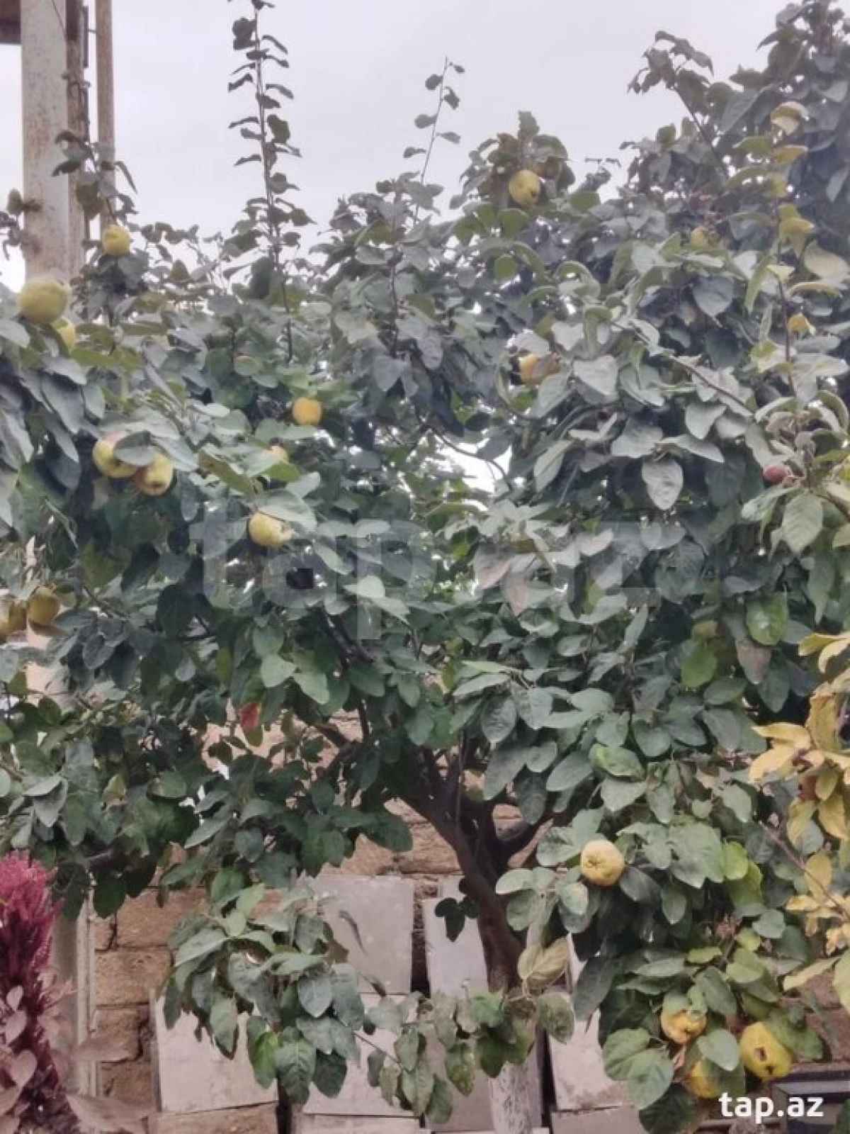 Satılır 4 otaqlı həyət evi