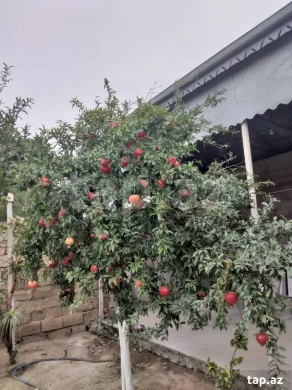 Satılır 4 otaqlı həyət evi