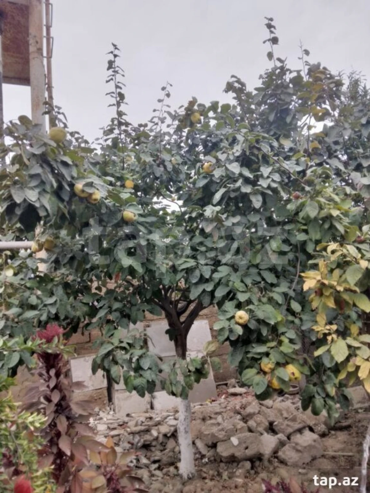 Satılır 4 otaqlı həyət evi