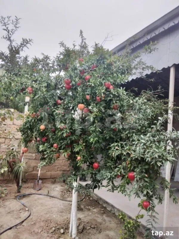 Satılır 4 otaqlı həyət evi