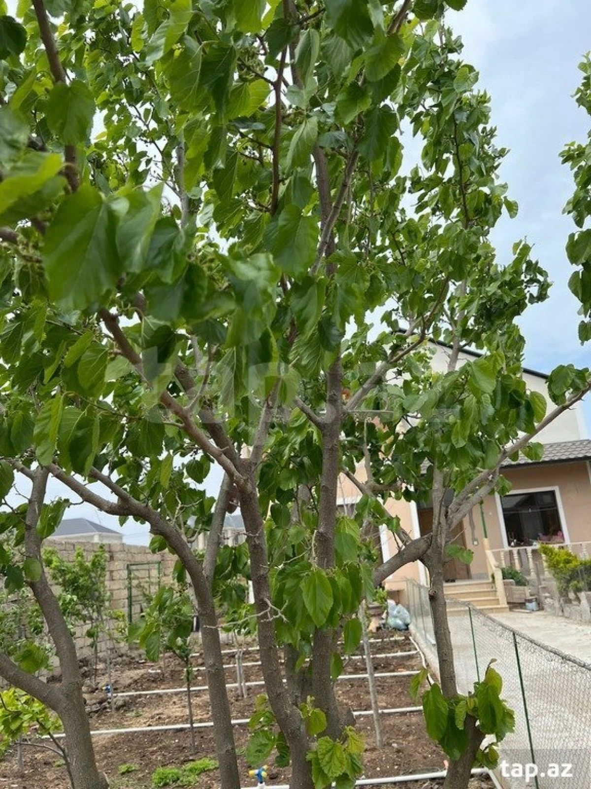 Satılır 4 otaqlı həyət evi