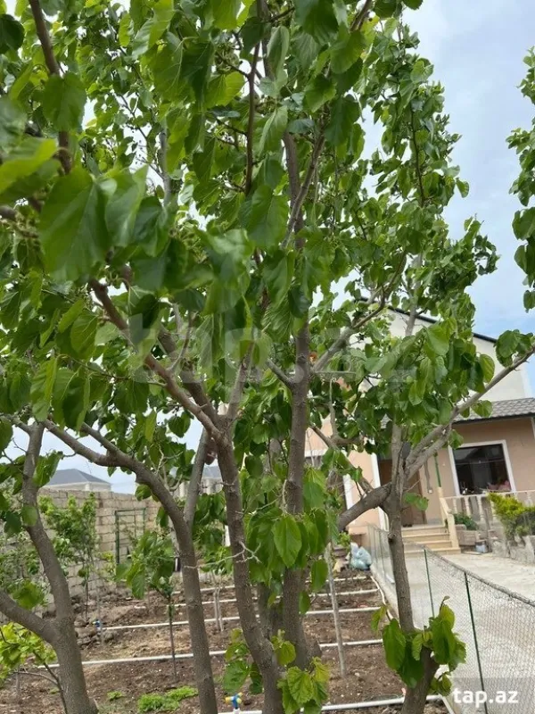 Satılır 4 otaqlı həyət evi