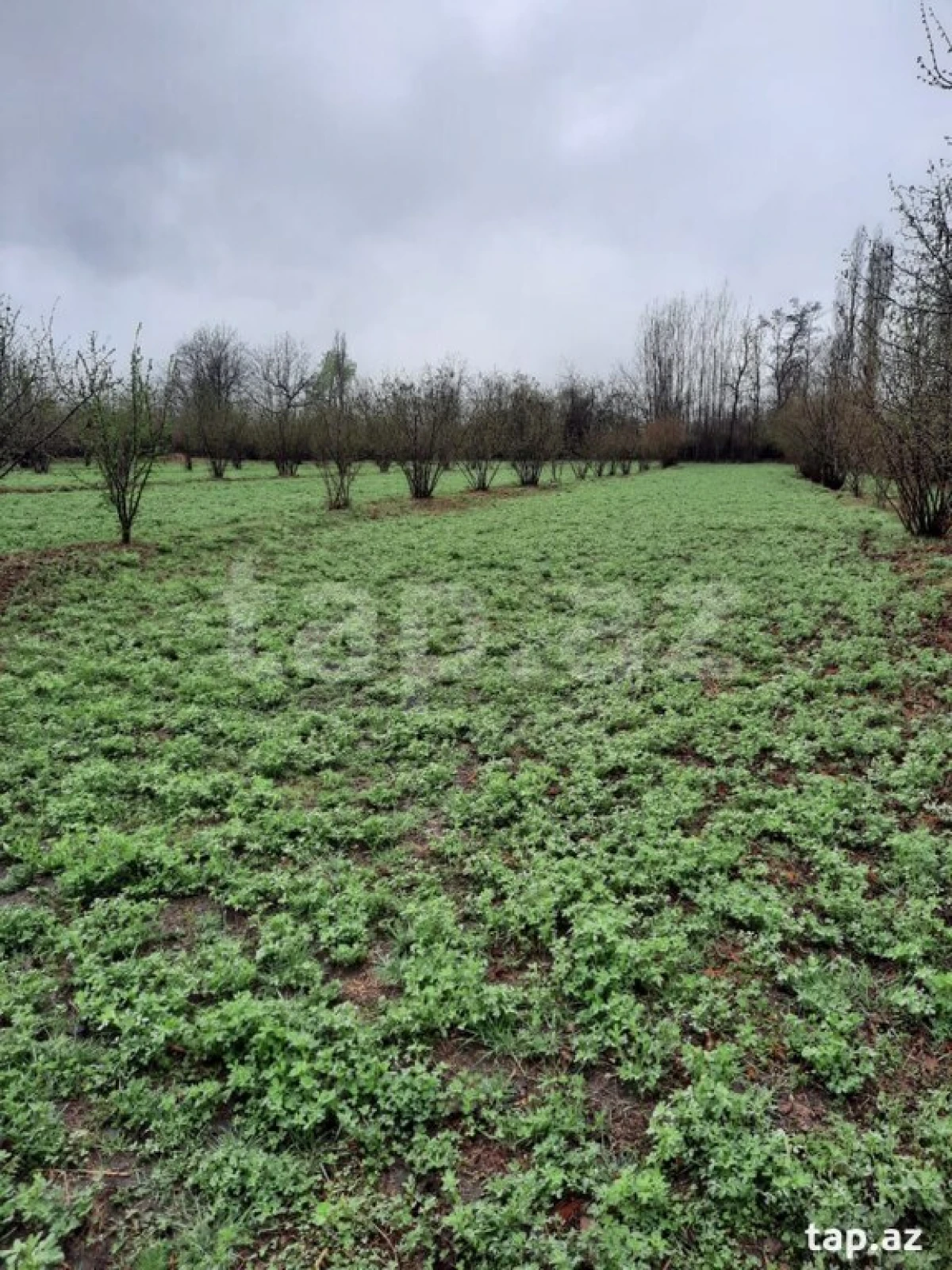 Satılır torpaq sahəsi