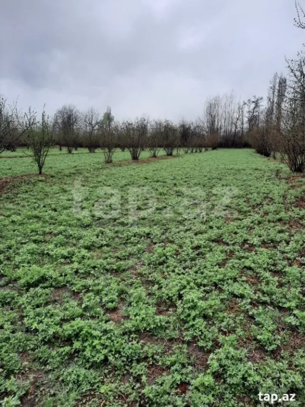 Satılır torpaq sahəsi