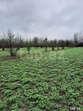 Satılır torpaq sahəsi — Zaqatala