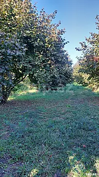 Satılır torpaq sahəsi — Zaqatala