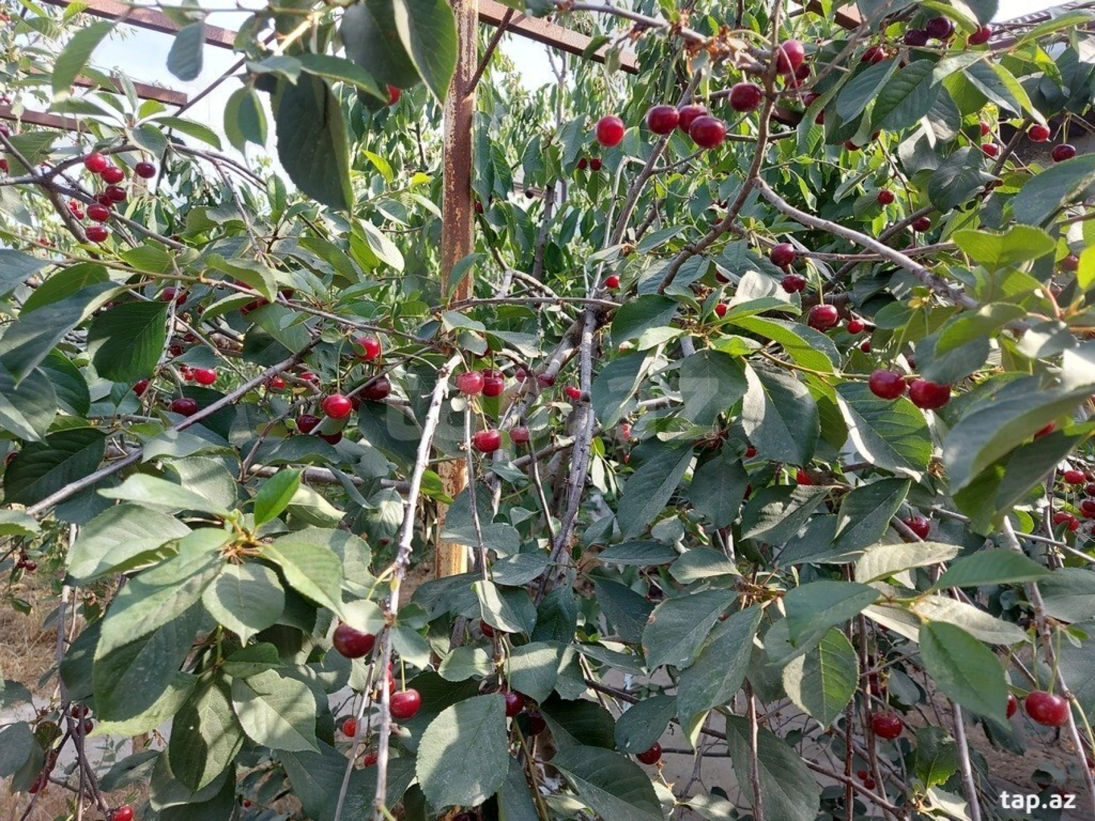 Kirayə verilir 3 otaqlı həyət evi