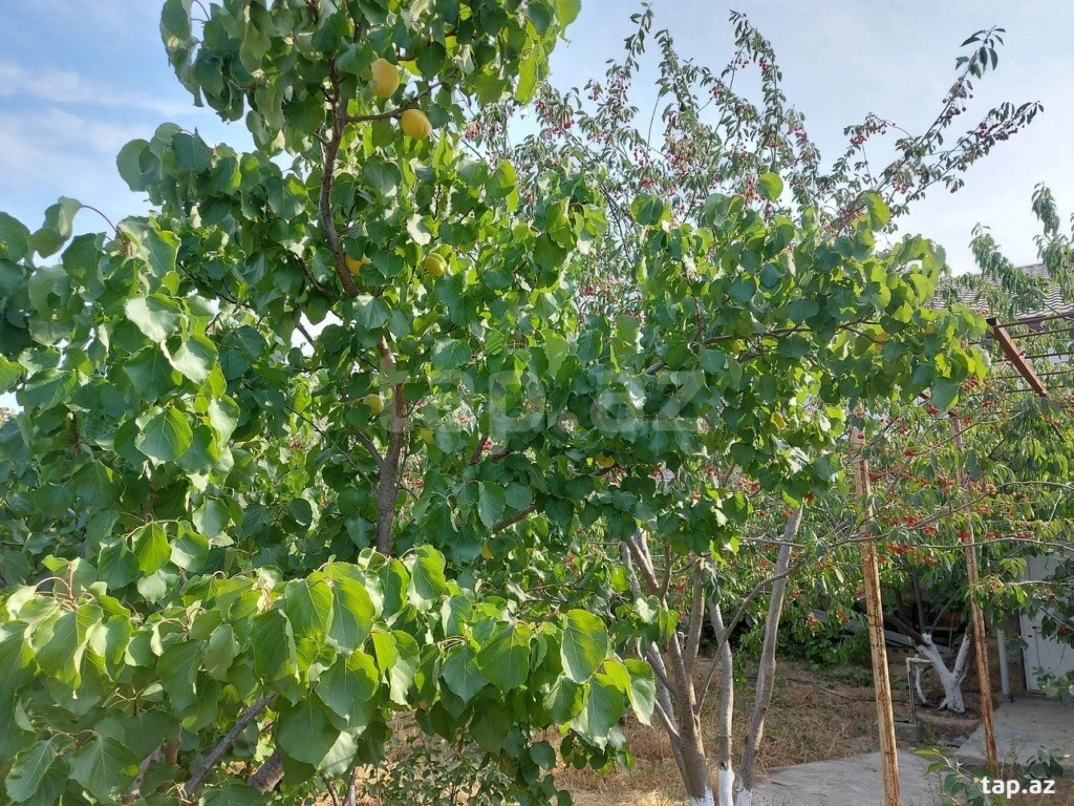 Kirayə verilir 3 otaqlı həyət evi