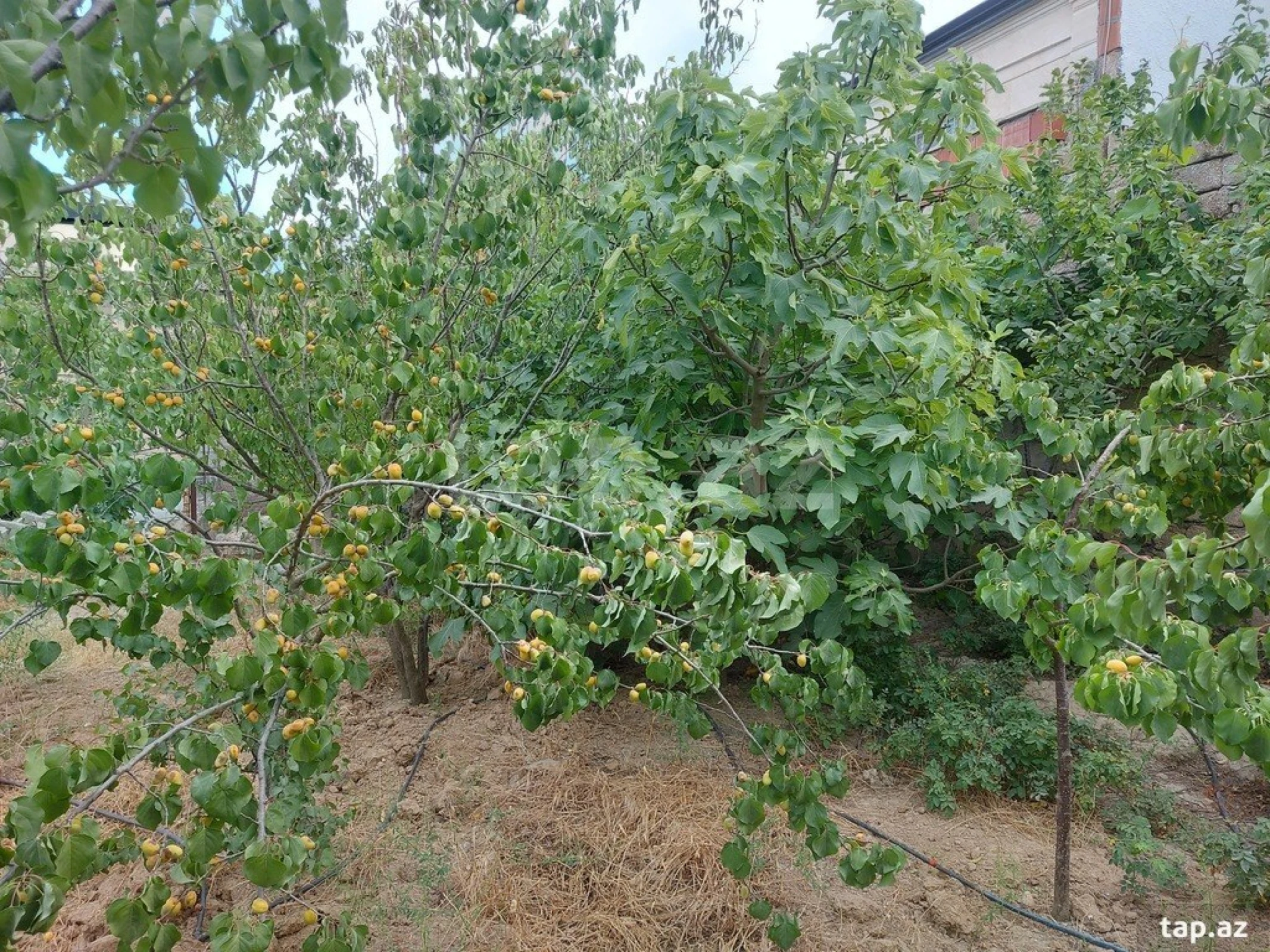 Kirayə verilir 3 otaqlı həyət evi