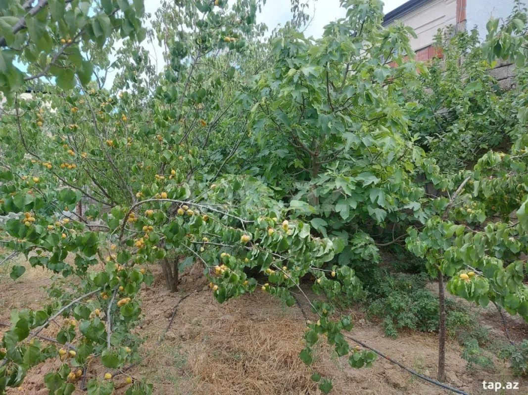 Kirayə verilir 3 otaqlı həyət evi