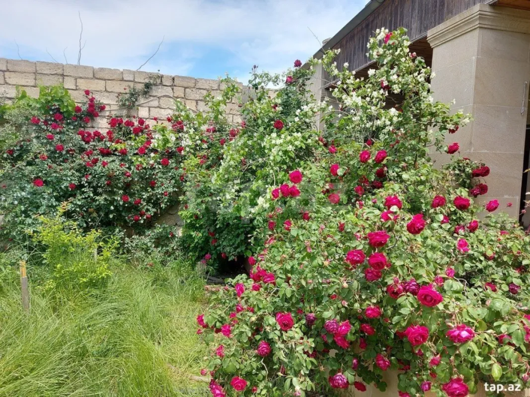 Kirayə verilir 3 otaqlı həyət evi