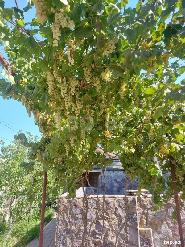 Kirayə verilir 3 otaqlı həyət evi