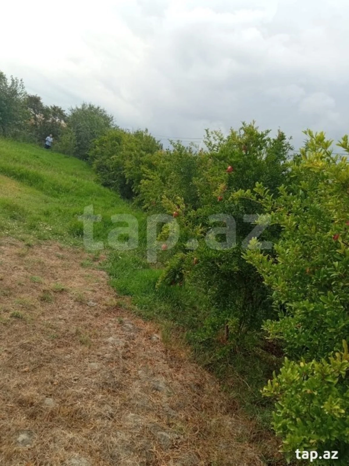 Satılır torpaq sahəsi