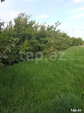 Satılır torpaq sahəsi — Şabran