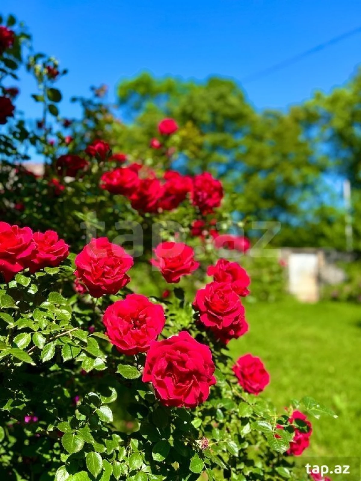 Satılır 4 otaqlı həyət evi