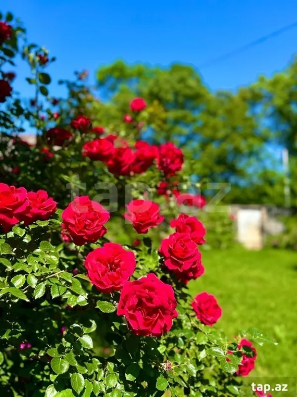 Satılır 4 otaqlı həyət evi