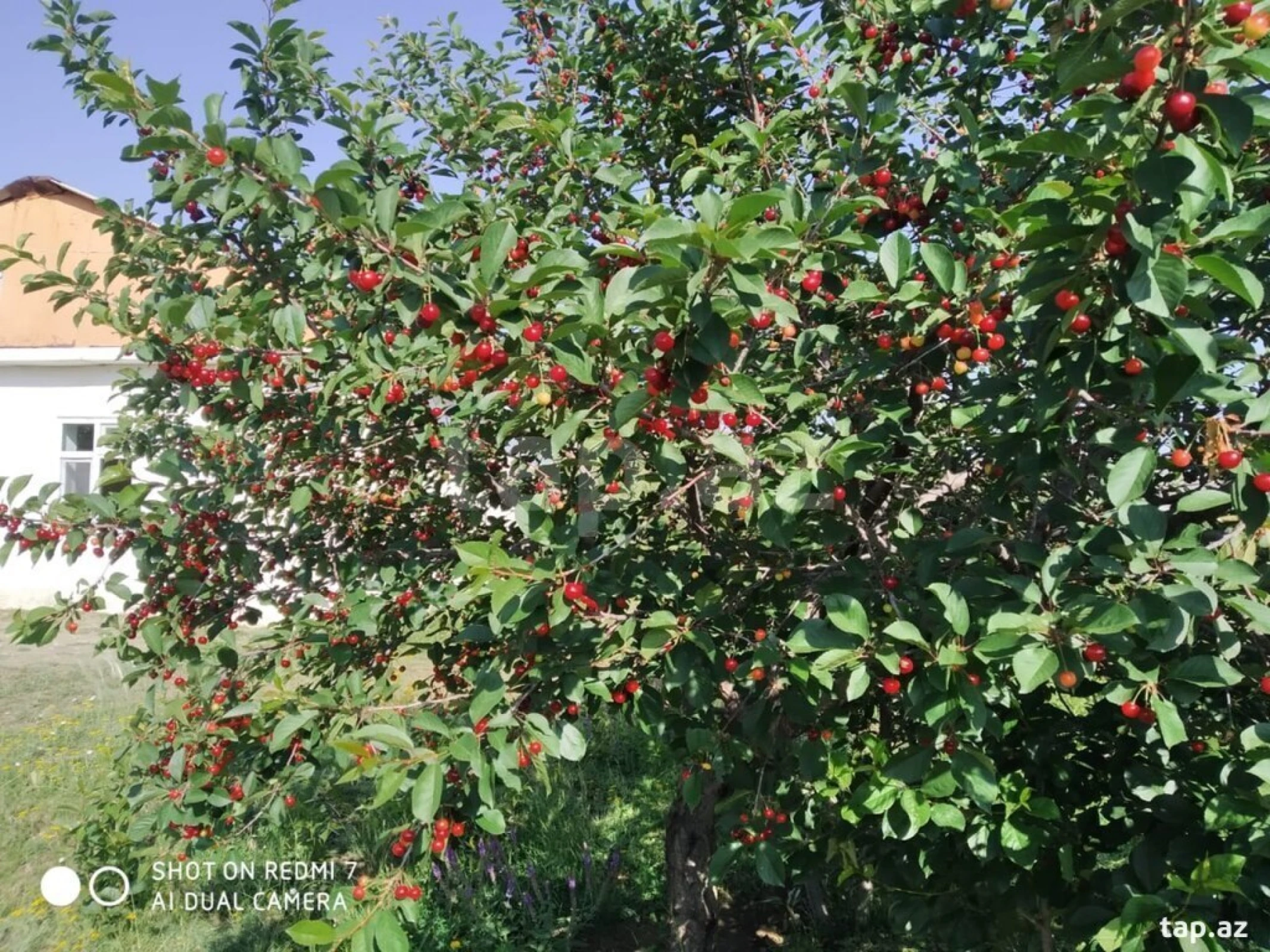 Satılır 3 otaqlı həyət evi